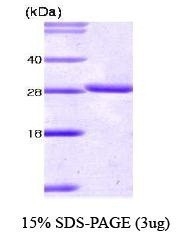 NBC1-18393 - 14-3-3 protein theta